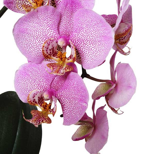 Orquídea Roccella - Orquideas Online - 2