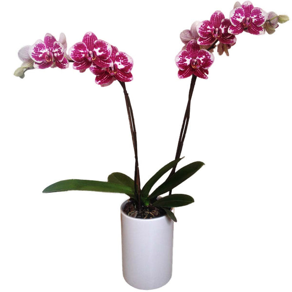 Orquídea manchada morado con blanco dos varas - Orquideas Online - 1