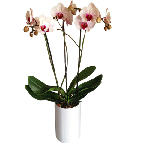 Orquídea triple blanca con centro rosa -Orquídeas Online