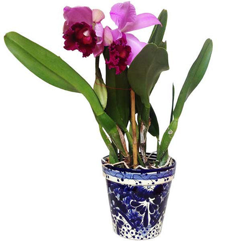 Cattleya rosa morada - Orquideas Online - 1