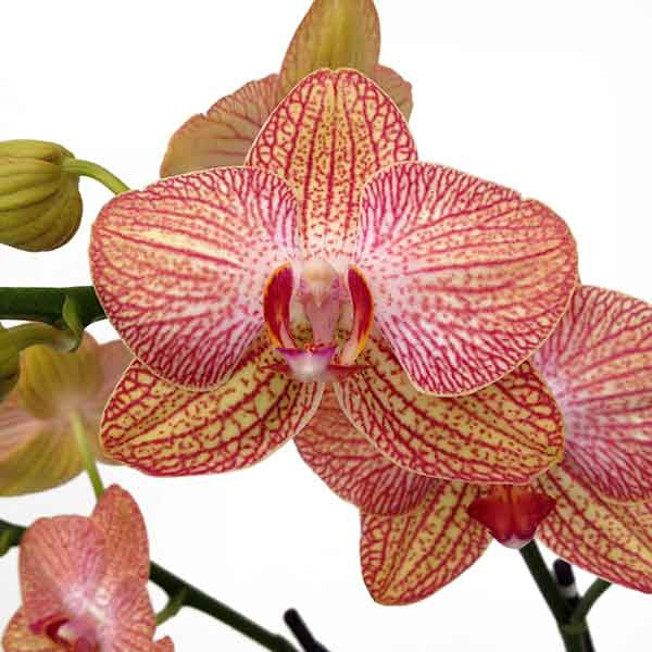 Orquídea Napoli Especial - Orquideas Online - 2