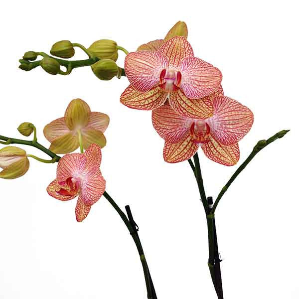 Orquídea Napoli Especial - Orquideas Online - 3