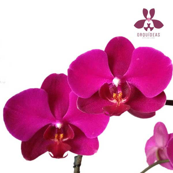 Orquídea Piastrella - Orquideas Online - 2
