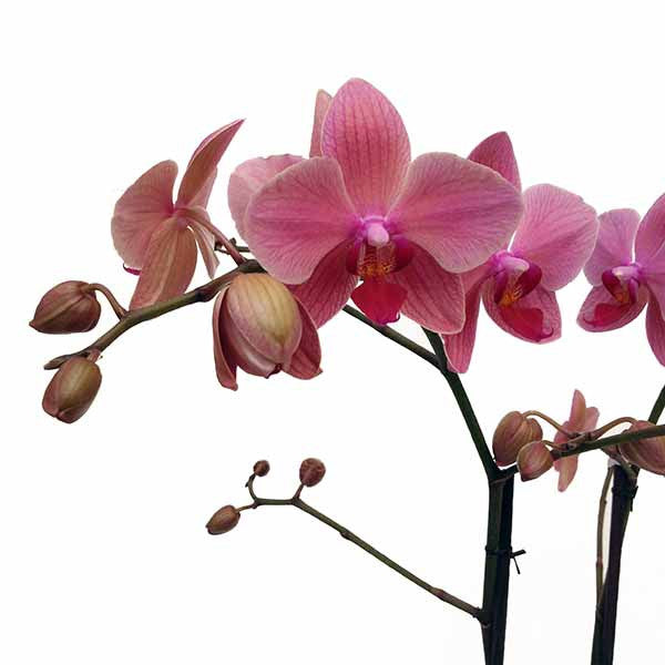 Orquídea Sapri ramificada - Orquideas Online - 2