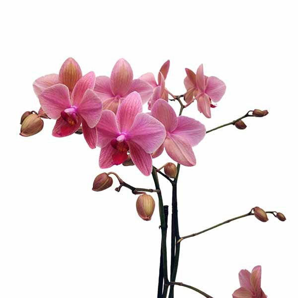 Orquídea Sapri ramificada - Orquideas Online - 4