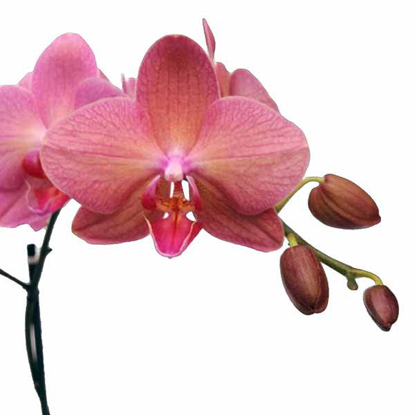 Orquídea Sapri Especial - Orquideas Online - 4
