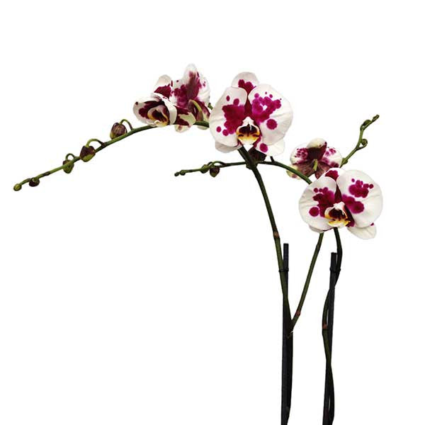 Orquídea Assanti - Orquideas Online - 3