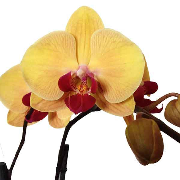 Orquídea Mantequilla Especial - Orquideas Online - 3