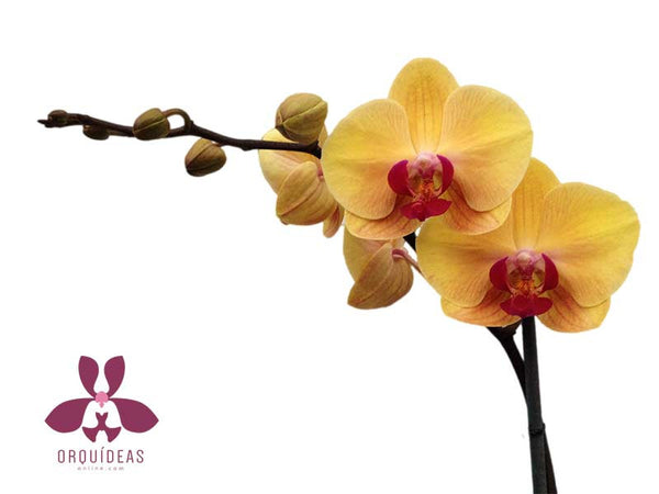 Orquídea Mantequilla 1 - Orquideas Online - 2