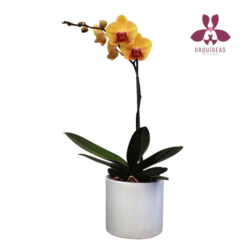 Orquídea amarilla una vara- Orquideas Online - 1