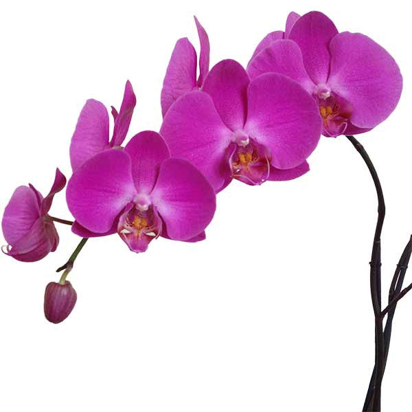 Orquídeas Carpineto Especial - Orquideas Online - 3