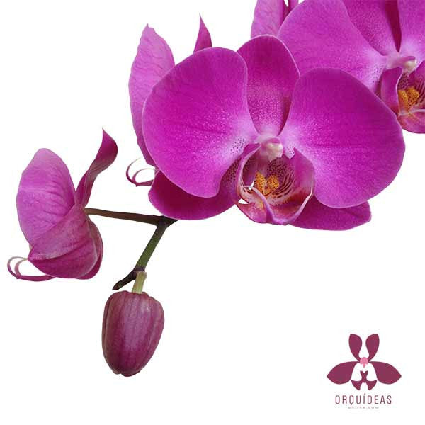 Orquídeas Carpineto Especial - Orquideas Online - 2