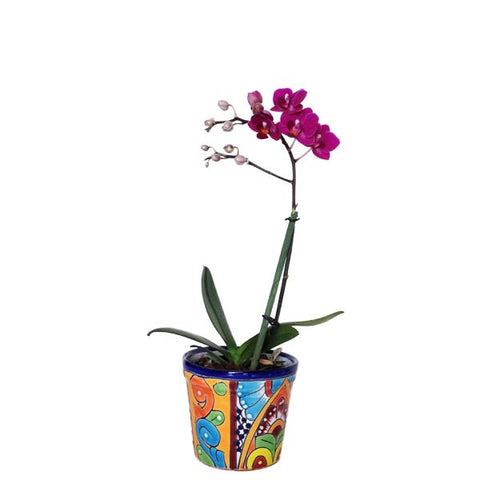 Orquídea Miniatura rosa - Orquideas Online - 1