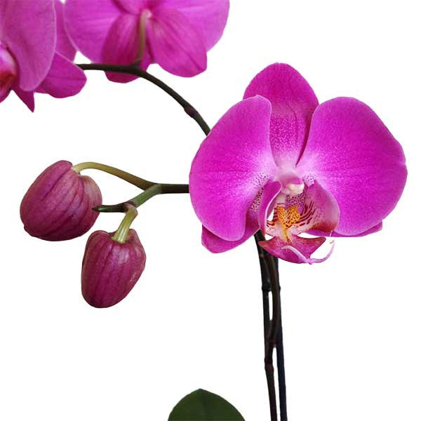 Orquídeas Carpineto Especial - Orquideas Online - 4