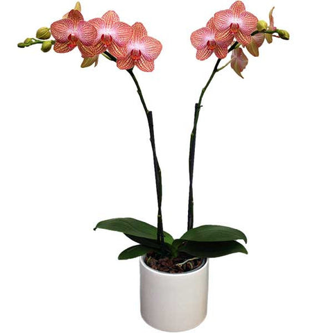 Orquídea anaranjada dos varas - Orquideas Online - 1