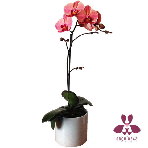 Orquídea anaranjada - Orquideas Online - 1