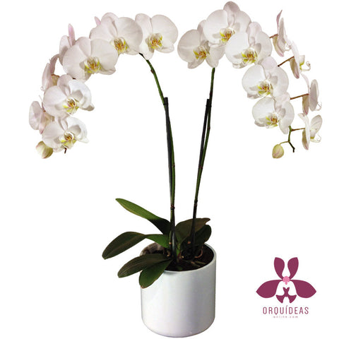 Orquídea cascada blanca - Orquideas Online - 1