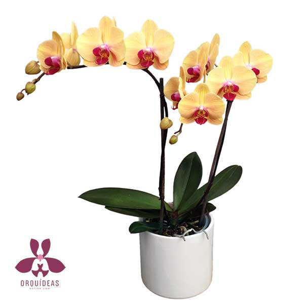 Orquídea amarillo con rosa dos varas - Orquideas Online - 1