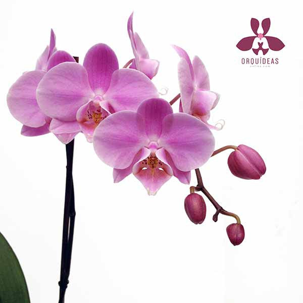 Orquídea Salermo Especial - Orquideas Online - 2