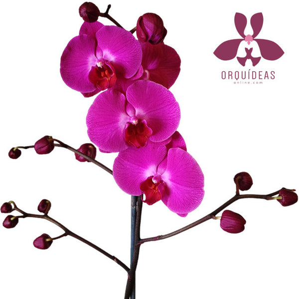 Orquídea Carpineto - Orquideas Online - 2