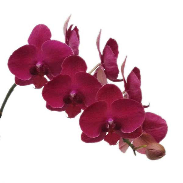 Orquídea Siena Especial - Orquideas Online - 4
