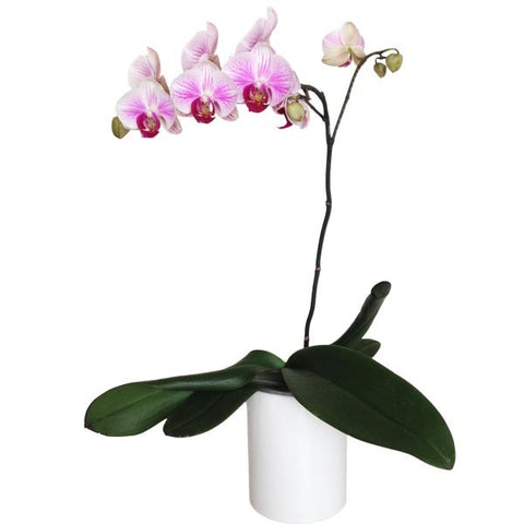 Orquídea Blanco con rosa - Orquideas Online