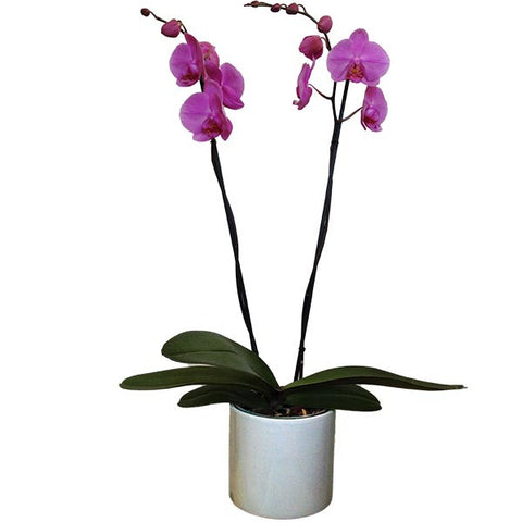 Orquídea Rosseta Especial - Orquideas Online - 1