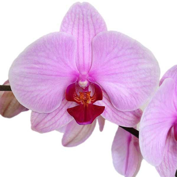 Orquídea Roccella Especial - Orquideas Online - 3