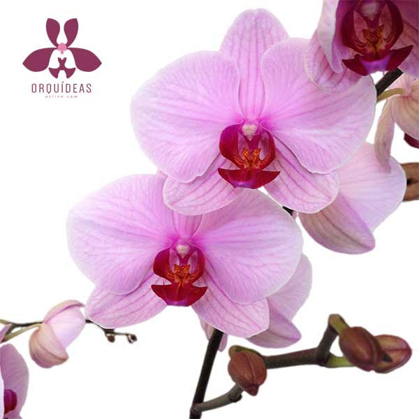Orquídea Roccella Especial - Orquideas Online - 2