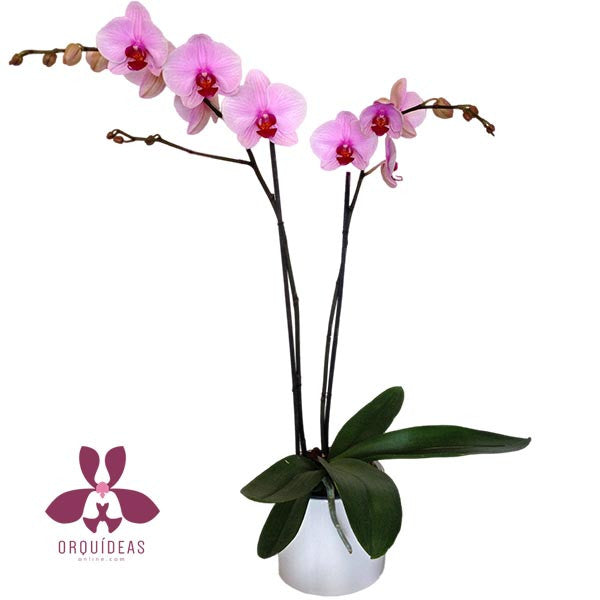 Orquídea Roccella Especial - Orquideas Online - 1