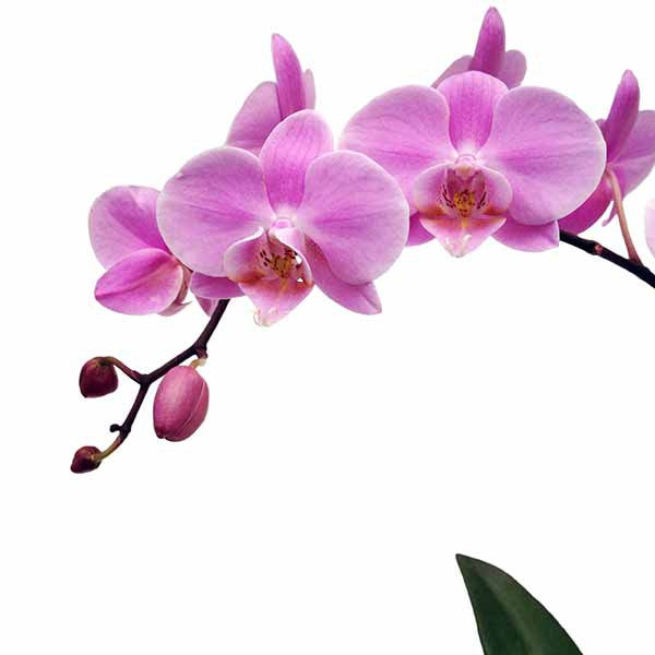 Orquídea Salermo Especial - Orquideas Online - 3