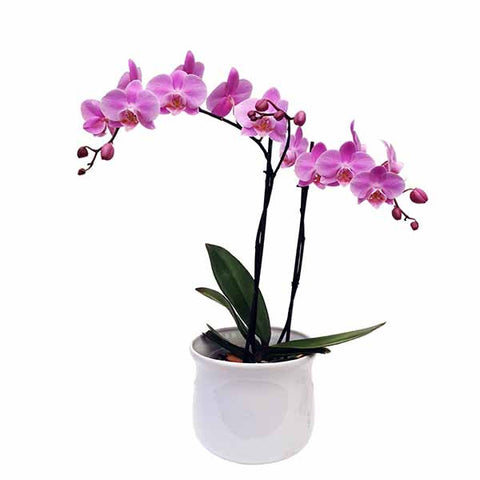 Orquídea Salermo Especial - Orquideas Online - 1