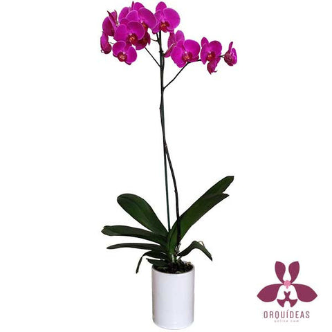 Orquídea morada una vara - Orquideas Online - 1