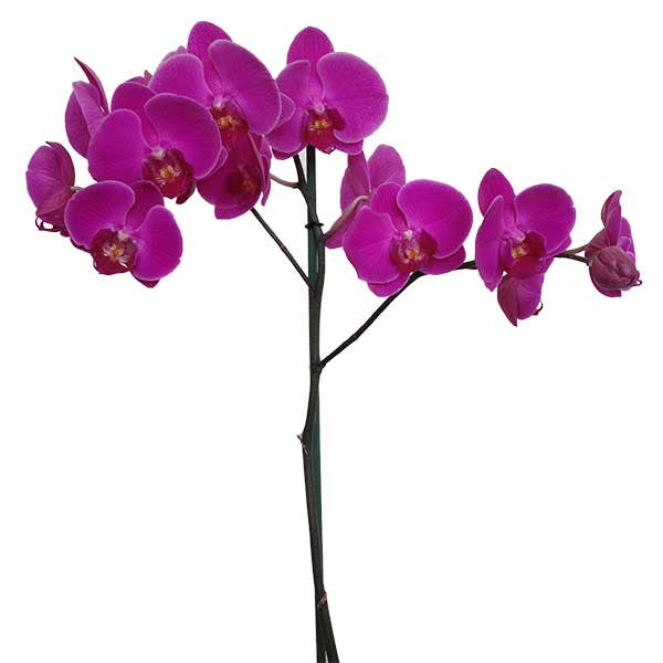 Orquídea Porpora - Orquideas Online - 2