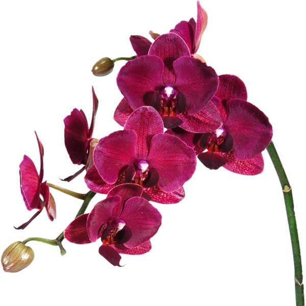 Orquídea Siena - Orquideas Online - 3