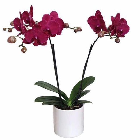 Orquídea Siena Especial - Orquideas Online - 1