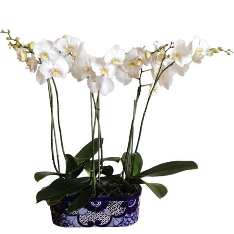 Tres Orquídeas Dobles - Orquideas Online - 1