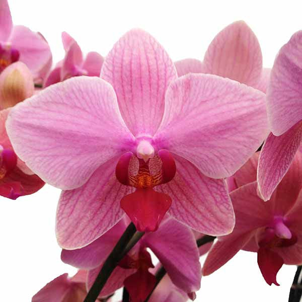 Tres orquídeas dobles en Talavera grande - Orquideas Online - 3