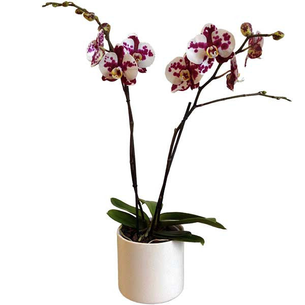 Orquídea vaquita morada - Orquideas Online - 1