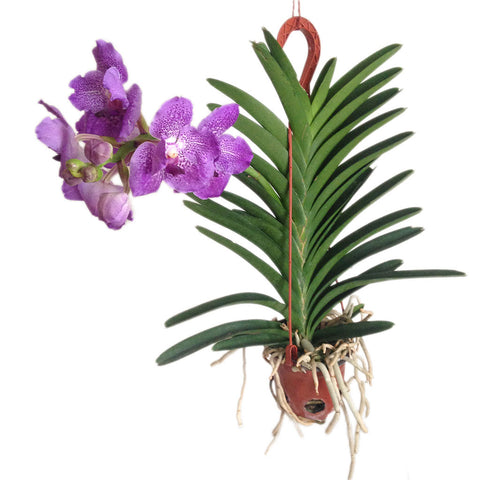 Orquídea Vanda Morada - Orquideas Online - 1