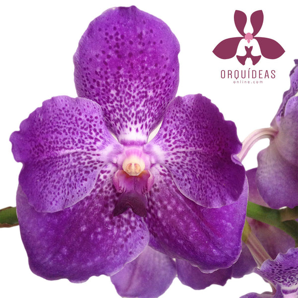 Orquídea Vanda Morada - Orquideas Online - 2
