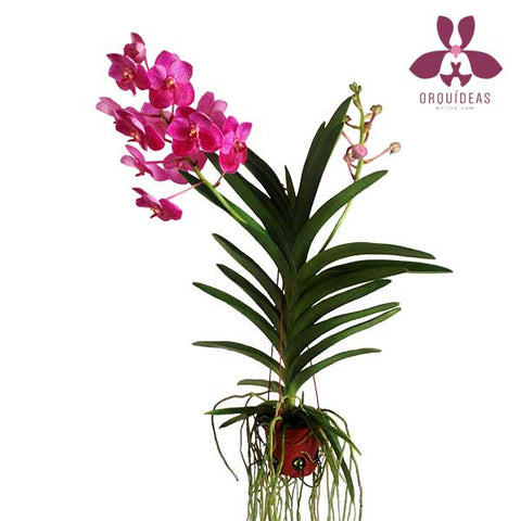 Orquídea Vanda Rosa - Orquideas Online - 1