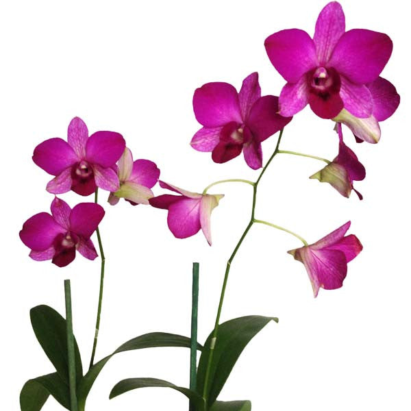 Orquídea Dendrobium Rojo - Orquideas Online - 2