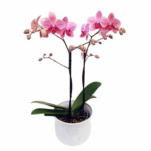Orquídea mini rosa - Orquideas Online - 1