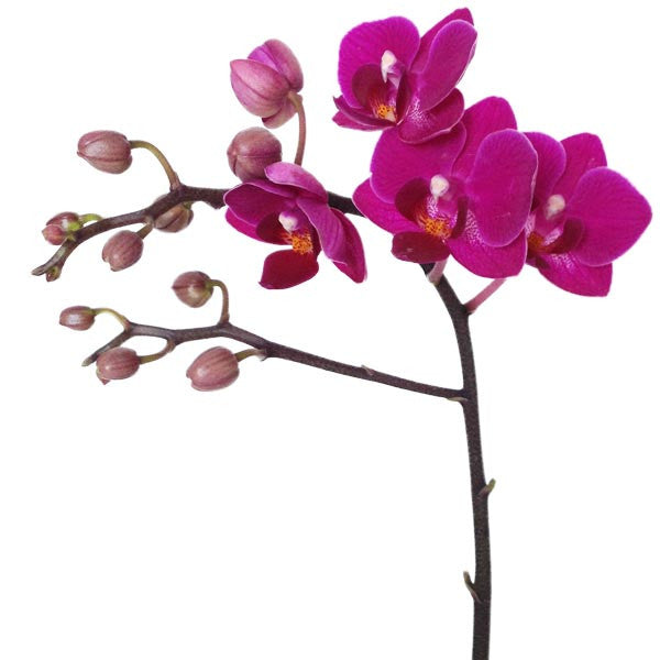 Orquídea Miniatura - Orquideas Online - 2